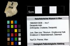 Foto (Objekt + Etiketten) von Decapoda indet. 